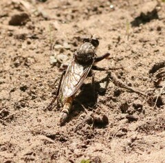 Proctacanthus milbertii
