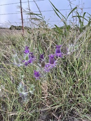 Eryngium leavenworthii