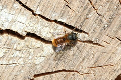 Osmia bicornis