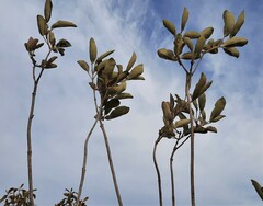 Handroanthus coronatus