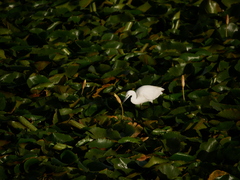 Egretta garzetta