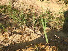 Paspalum denticulatum