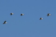 Pelecanus crispus