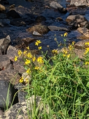 Arnica lanceolata