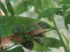 Botryosphaeria dothidea