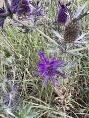 Eryngium leavenworthii