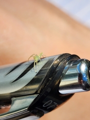 Lyssomanes viridis