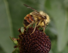 Bombus centralis