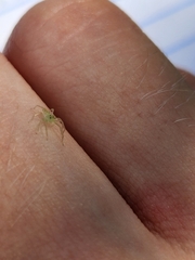 Lyssomanes viridis