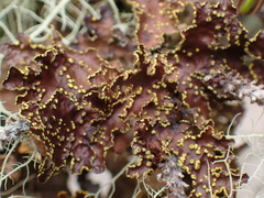 Pseudocyphellaria