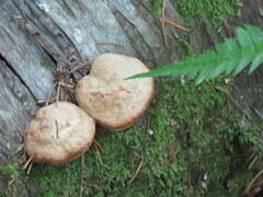 Cryptoporus volvatus