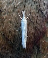 Crambus leachellus