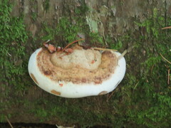 Fomitopsis mounceae