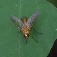 Tachinidae