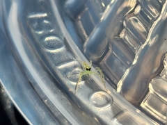 Lyssomanes viridis