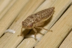 Athysanini