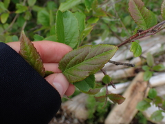 Malus fusca