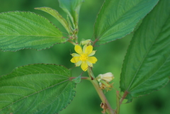 Corchorus olitorius