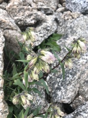 Penstemon whippleanus