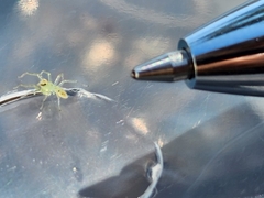 Lyssomanes viridis