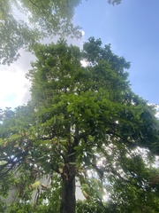 Catalpa speciosa