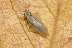 Zyginidia pullula