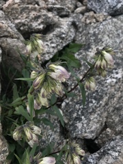 Penstemon whippleanus