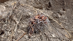 Gymnocalycium mostii