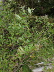 Malus fusca