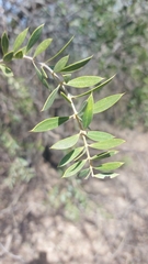 Aspidosperma quebracho-blanco