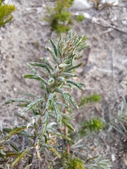 Cyphia digitata