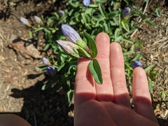 Gentiana sceptrum
