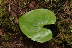 Maianthemum dilatatum