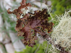Pseudocyphellaria