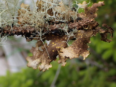 Pseudocyphellaria