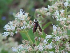 Carmenta pyralidiformis