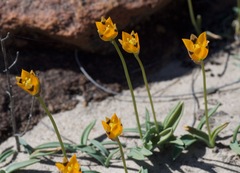 Ornithogalum maculatum