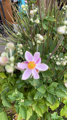 Eriocapitella hupehensis