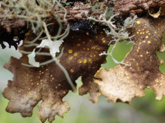 Pseudocyphellaria