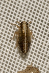 Dicranotropis hamata