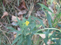 Solidago lepida