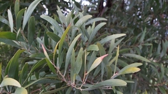 Acacia melanoxylon