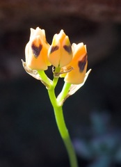 Ornithogalum maculatum