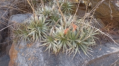 Puya spathacea