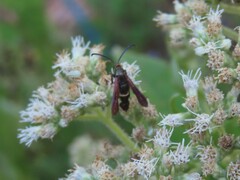 Carmenta pyralidiformis