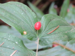 Prosartes hookeri