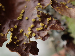 Pseudocyphellaria