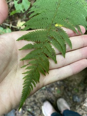 Amauropelta noveboracensis