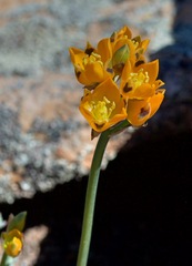 Ornithogalum maculatum