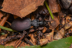 Scaphinotus angusticollis